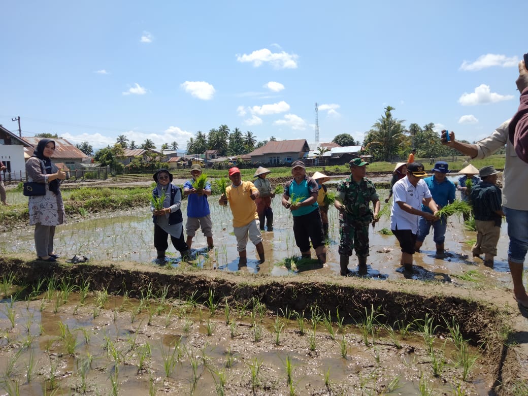 Penanaman Perdana Benih Padi Varietas Bakwan di Nagari Inderapura Tengah 
