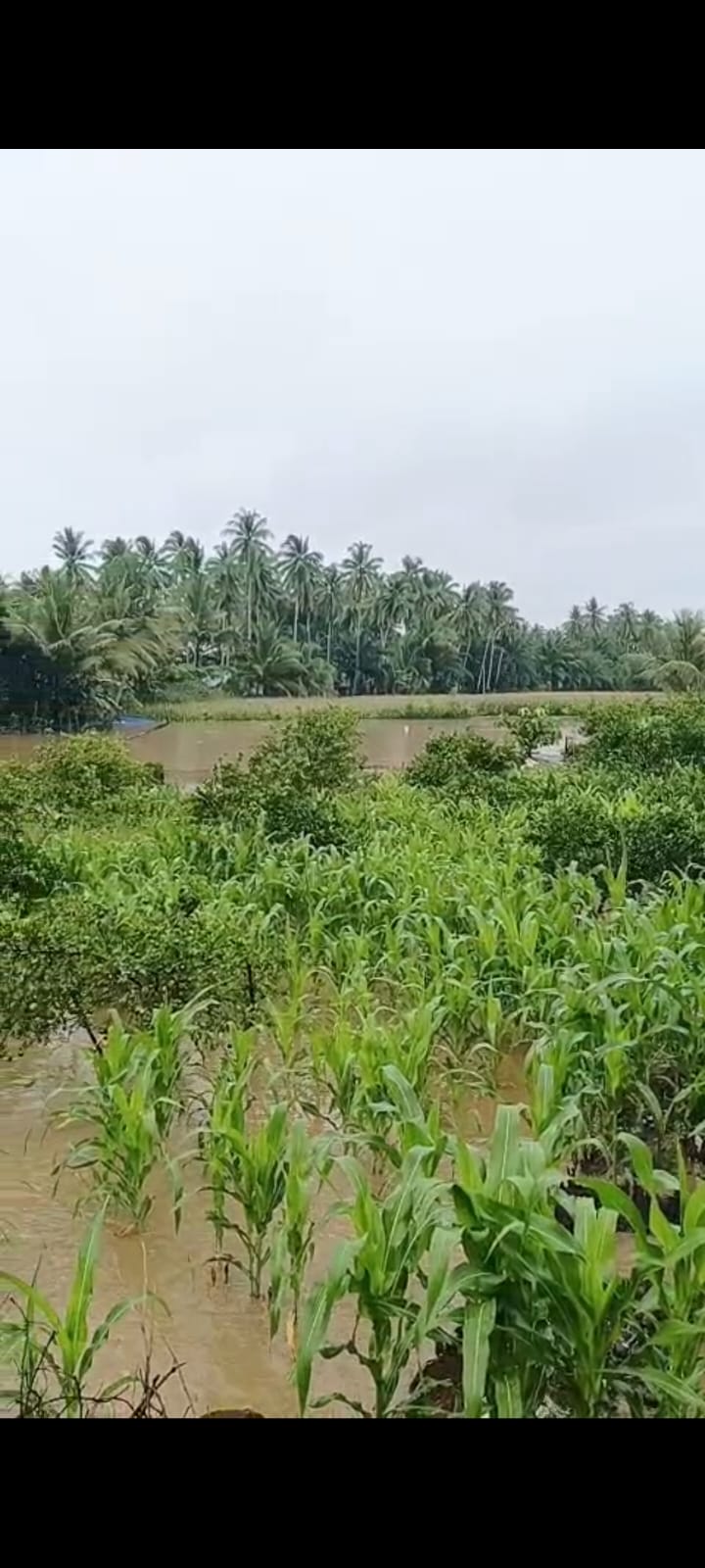 Banjir di Nagari Tiga Sepakat Inderapura